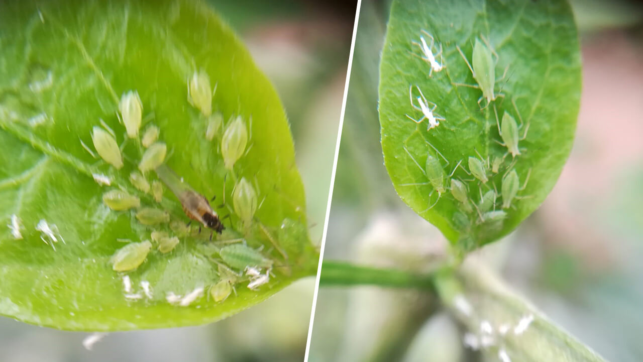 Aphid control in peppers