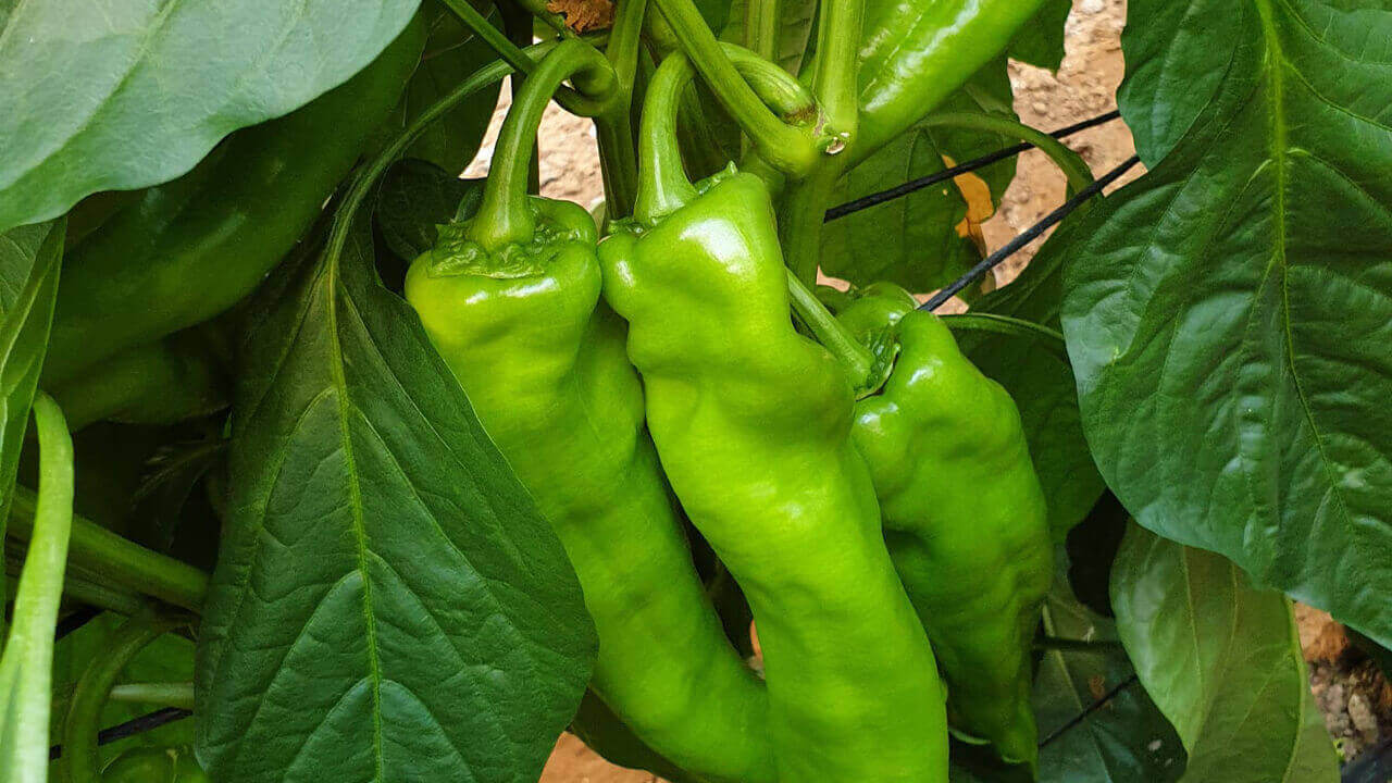 Botrytis on peppers