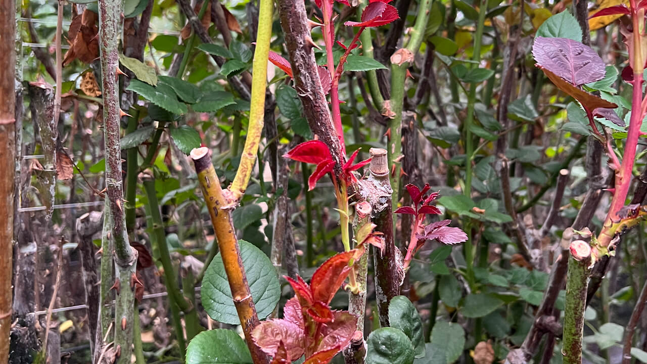 Detail of a rose bush after pruning. Budding of new shoots.