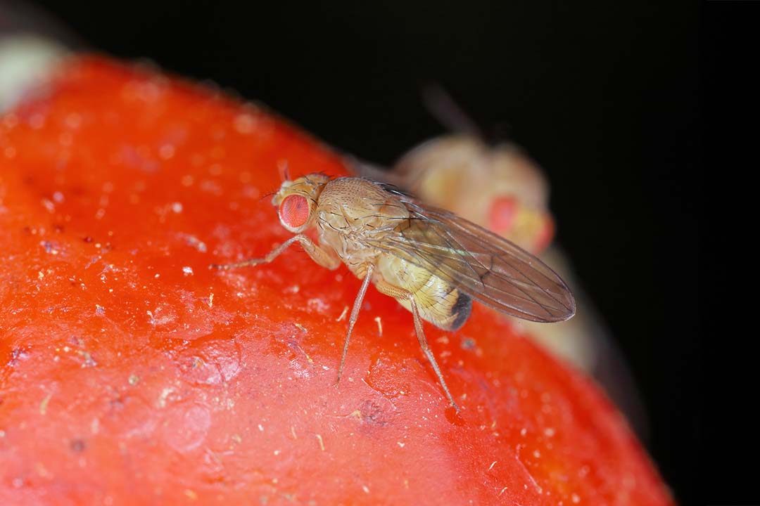 Drosophila suzukii en berries: estrategias de biocontrol.