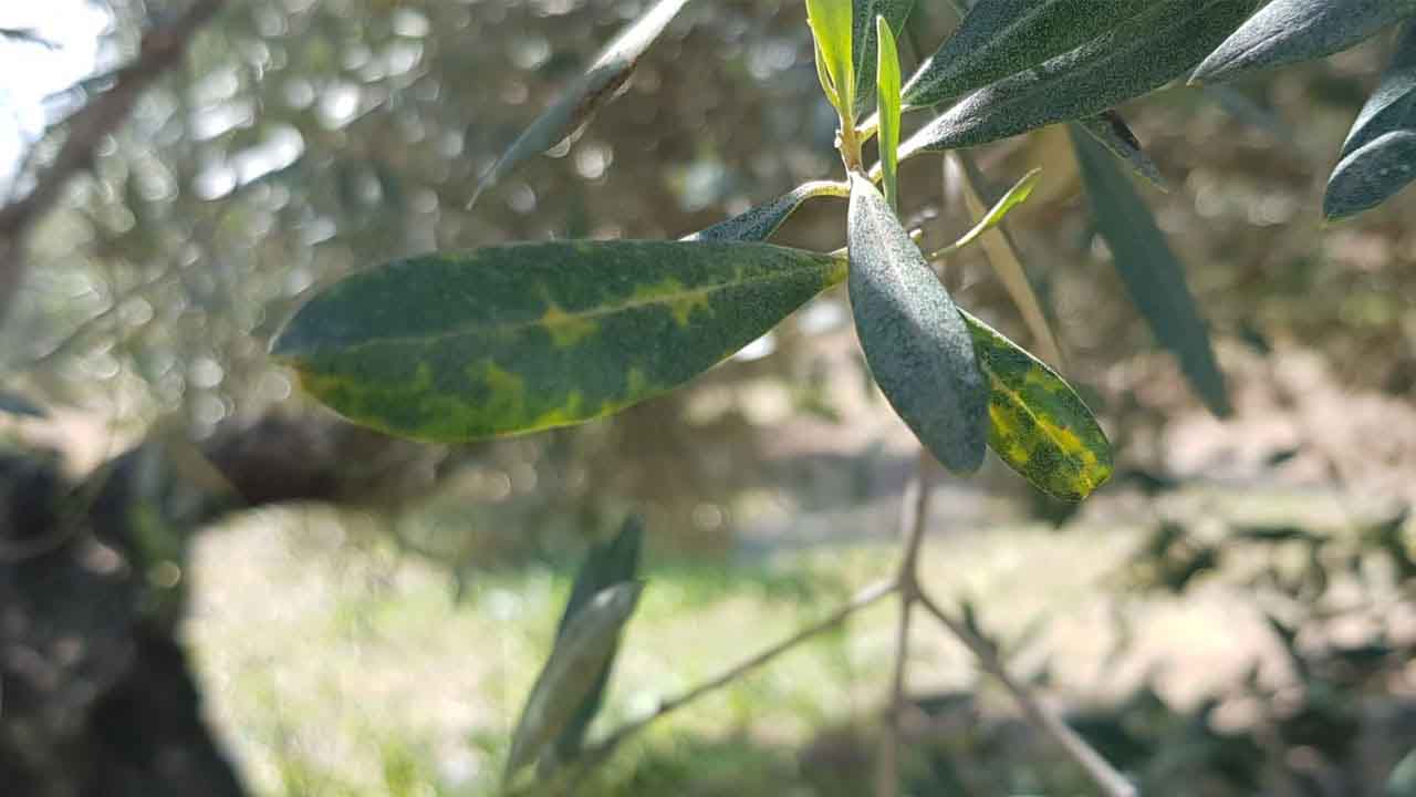 Repilo del olivo: estrategias avanzadas para su control