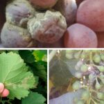 Grapevine diseases
