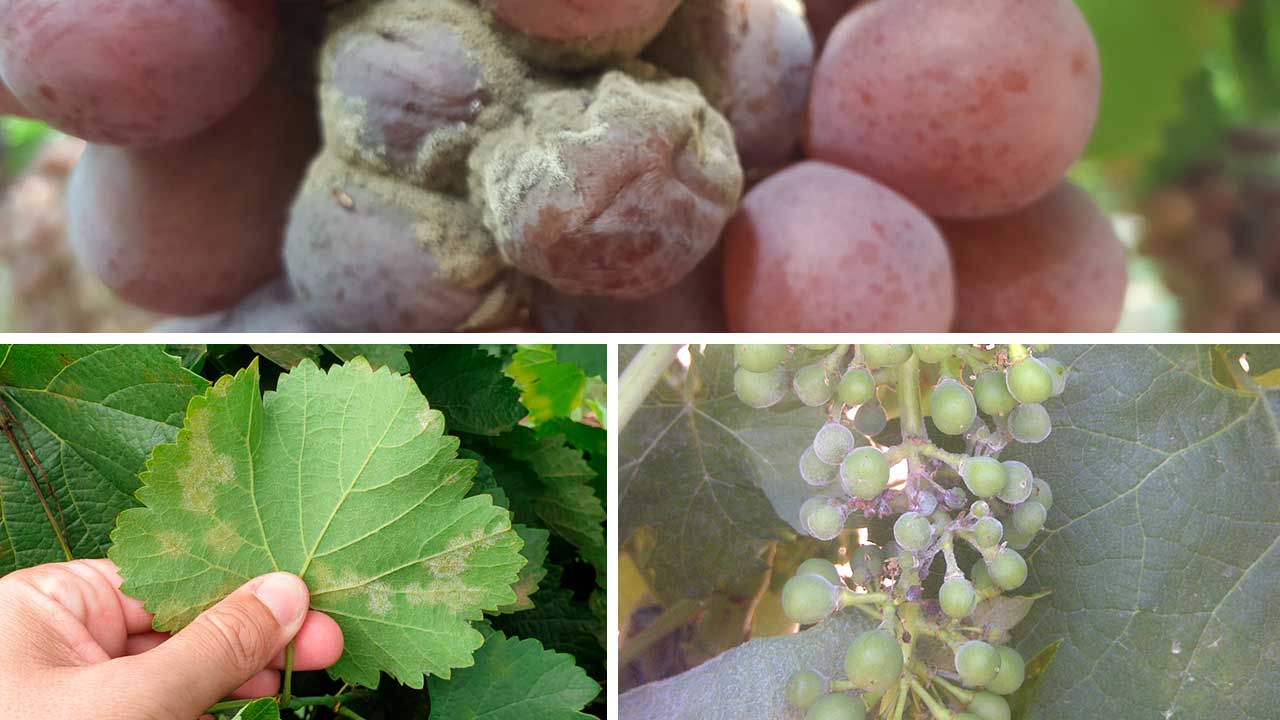 Grapevine diseases
