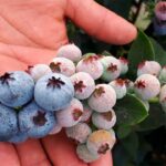Bioestimulantes en arándano: cómo aumentar la producción.