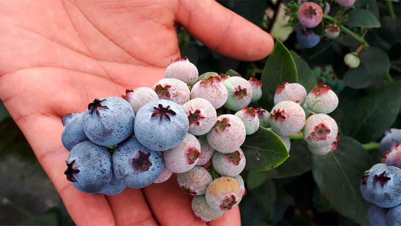 Bioestimulantes en arándano: cómo aumentar la producción.