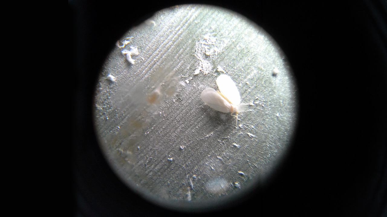 Mosca blanca en solanáceas:
