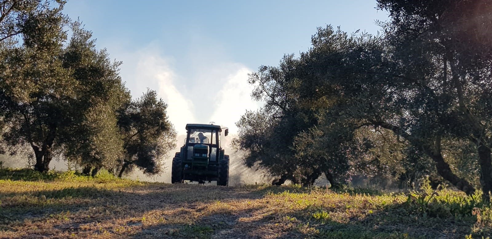 Estrés por calor en olivar: cómo ayudar al cultivo a superar las temperaturas extremas del verano