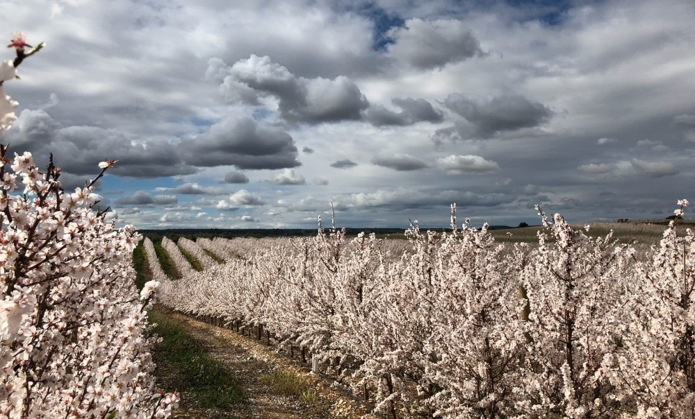 Biostimulants for almond tree flowering: how, when and why.