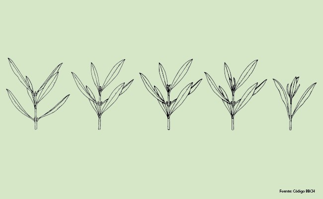 Treatments for olive trees after winter