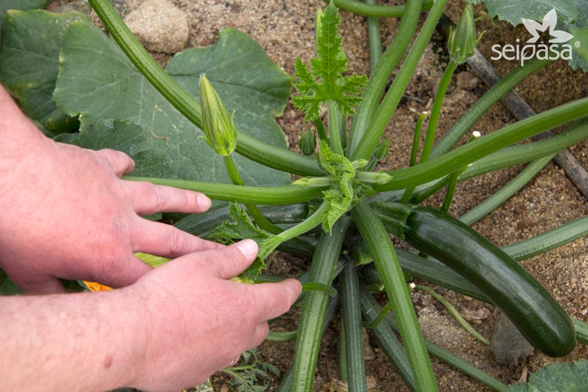Biostimulants for the zucchini setting