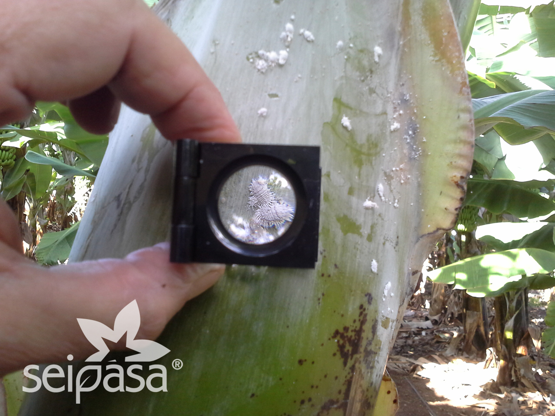 New classification for dangerous pests, priority and quarantine pests