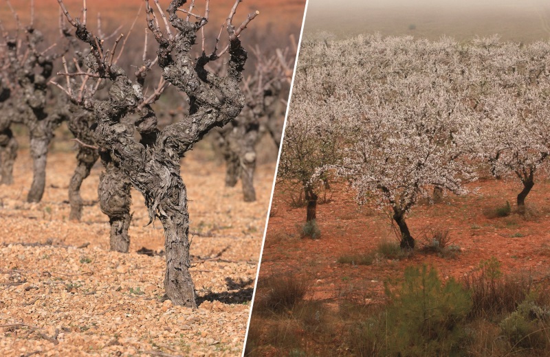 Pirecris receives exceptional authorization to be used against Xylella fastidiosa vectors in almond and vineyard
