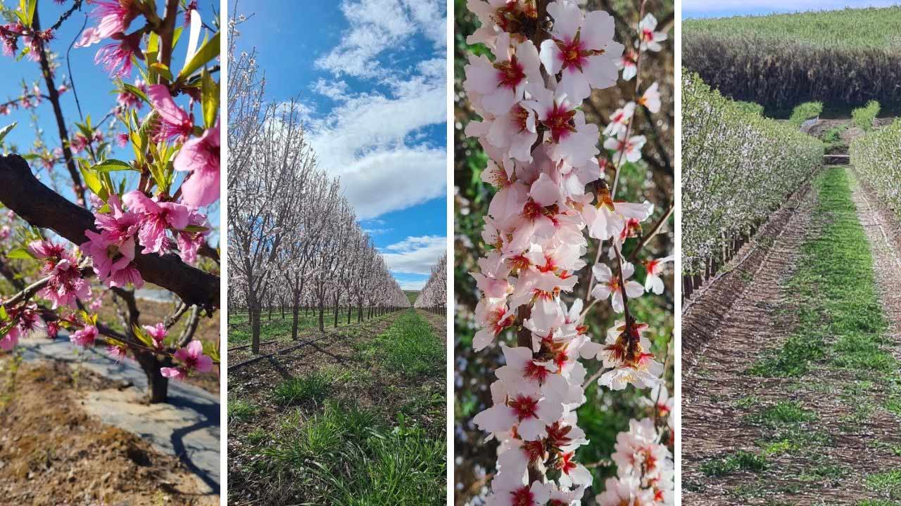 Flowering and fruit set in stone and pome fruit trees: treatments to improve quality and increase yields