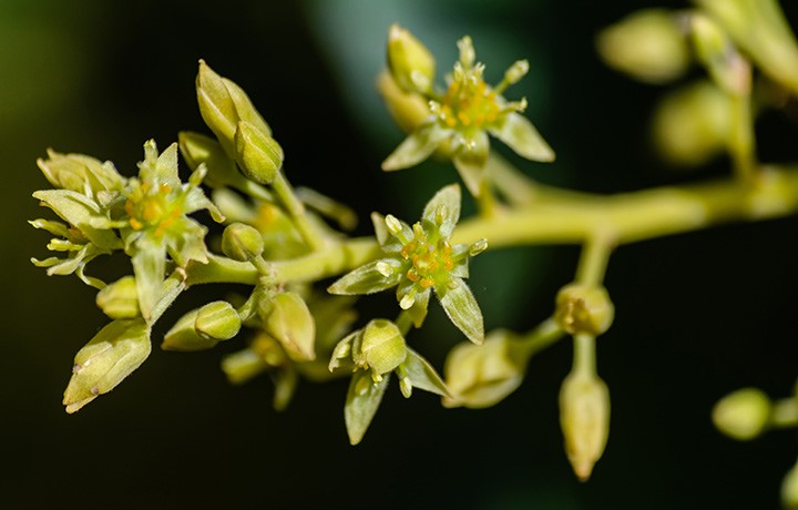 Floración del aguacate: dónde residen las claves para su manejo