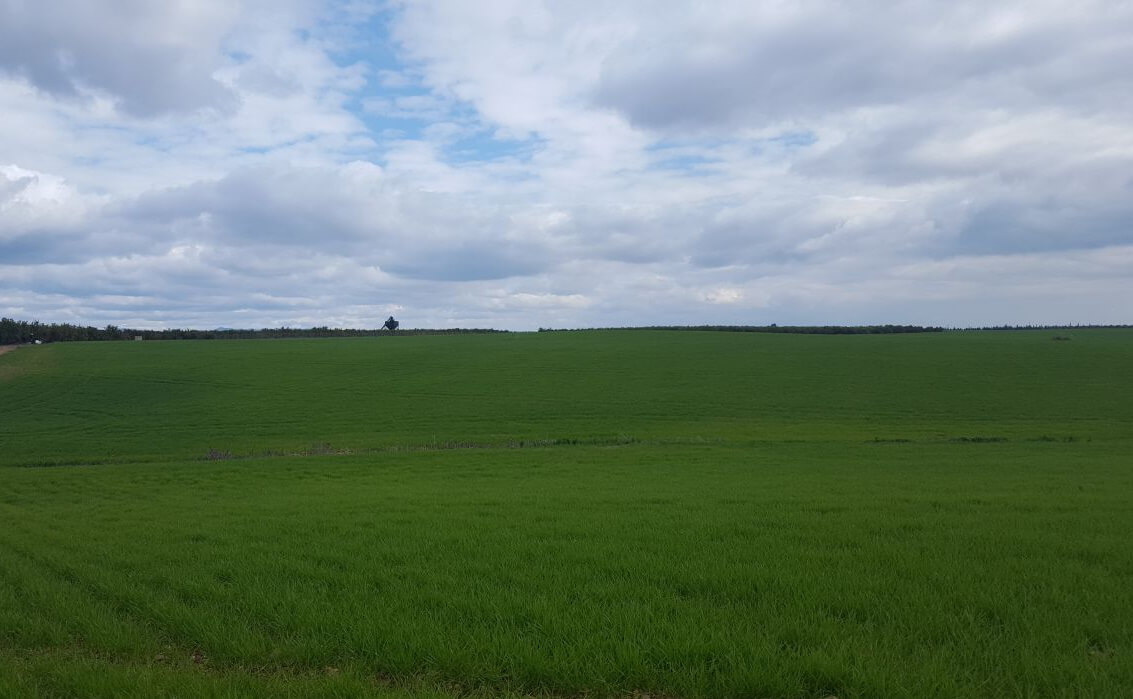 Fertilizer application in cereal crops: the keys to correct fertilizing