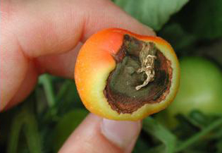 Necrosis apical en tomate y pimiento