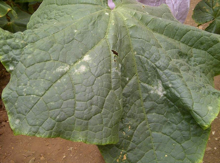 Oídio en pepino: cómo actuar para prevenir y controlar la enfermedad