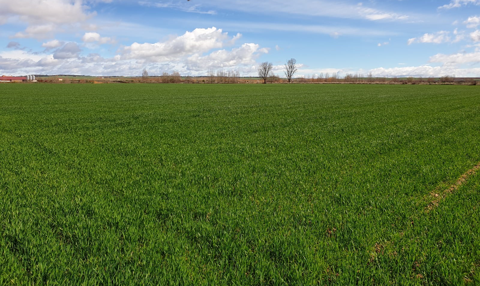 Post-emergence herbicides on cereal crops: treatments to boost their effectiveness and help overcome crop stress